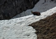 72 zoom sul camoscio
